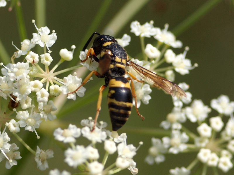 Euodynerus sp., Vespidae Eumeninae